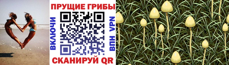Галлюциногенные грибы ЛСД  как найти   Топки 